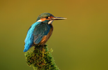 European Kingfisher ( Alcedo atthis ) close up
