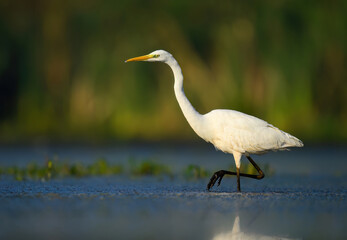 Great white egret ( Egretta alba ) close up
