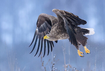 Obraz premium White tailed eagle ( Haliaeetus albicilla)