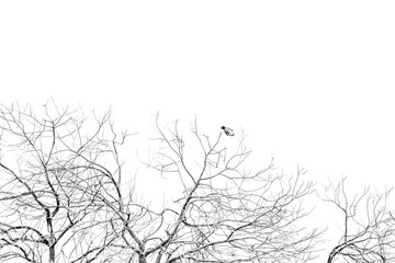 A sparse, minimalist black and white image of a bird and bare tree branches.