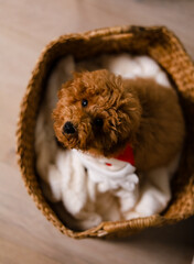 Brown puppy sitting in a straw basket with a cozy blanket and looks up