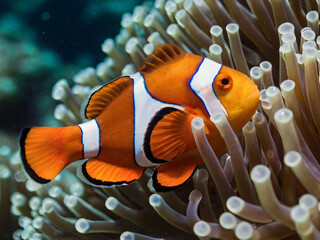 ciownfish in beautiful coral reef