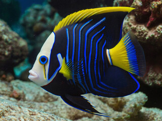 Obraz premium fancy angel fish 