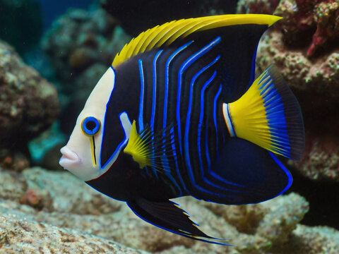 Emperor Angel Fish