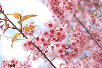 Wild Himalayan Cherry Blossoms in spring season, Prunus cerasoides, Pink Sakura Flower