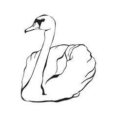 Swan bird on water surface in continuous line art drawing style. Black linear sketch isolated on white background. Vector illustration