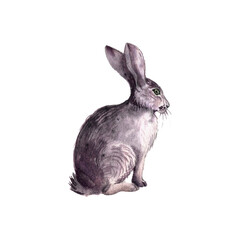 watercolor drawing animal, hare isolated at white background, hand drawn illustration
