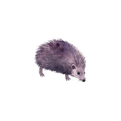watercolor drawing animal , hedgehog isolated at white background, hand drawn illustration