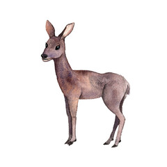 watercolor drawing animal, roe deer isolated at white background, hand drawn illustration