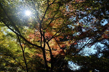 sun shining through trees