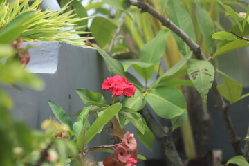 beautiful red flowers surrounded by green leaves
