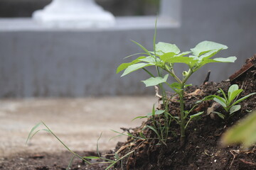 new plants growing after the rainy season arrives