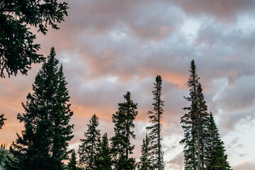 Tall evergreen trees against colorful sunset sky with clouds