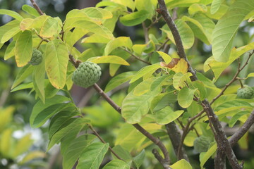 soursop fruit from the Asian region which is shaped like snake scales