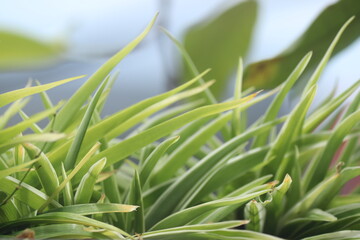 ornamental plant with leaves that resemble a green tongue