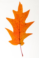 dry oak leaf on the white