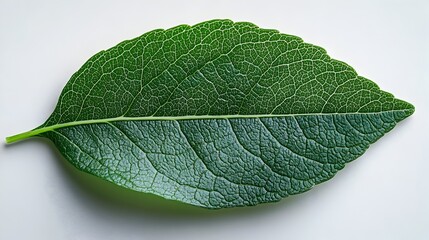 Obraz premium Closeup Macro View of Green Leaf with Detailed Veins and Texture,Showing the Natural Beauty and Intricate Structure of a Botanical Element from the Plant Kingdom