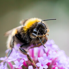 bumblebee on a flower, close up funny bumblebee, macro photo 