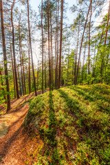beautiful green pine forest with moss and blueberries near the village of Jetrichovice in Czech Switzerland
