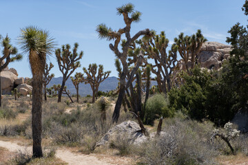Joshua Trees in a Desert, Joshua Tree National Park, USA, California