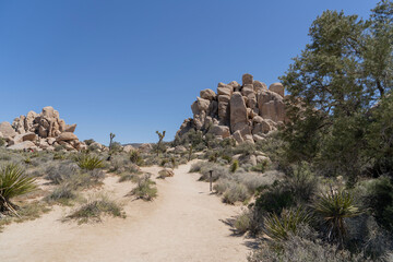 Joshua Trees in a Desert, Joshua Tree National Park, USA, California