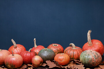 Thanksgiving colorful pumpkins on table. Side view at dark blue wall background with copy space. October, November holiday, harvest season, fall celebration. Festive template  with copy space