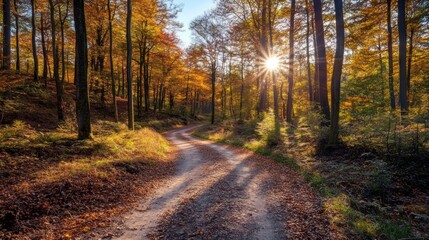 Fototapeta premium A winding dirt road through a forest, bathed in the golden light of the setting sun. The trees are ablaze with autumn colors, creating a breathtakingly beautiful scene.