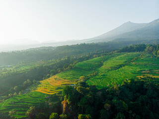 Naklejka premium Aerial drone view of terraced paddy field scenery with Mount Rinjani background in Senaru, Lombok, Indonesia, Lombok, Indonesia.