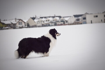 Border collie is standing in the snow. Winter fun in the snow.	