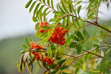 branch from a tree or shrub, featuring bright orange berries. The leaves are green, but some have brown or dried sections, suggesting it might be late summer or autumn.
