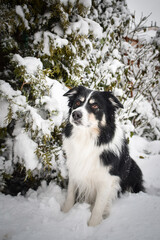 Tricolor border collie is sitting on the field in the snow. He is so fluffy dog.	