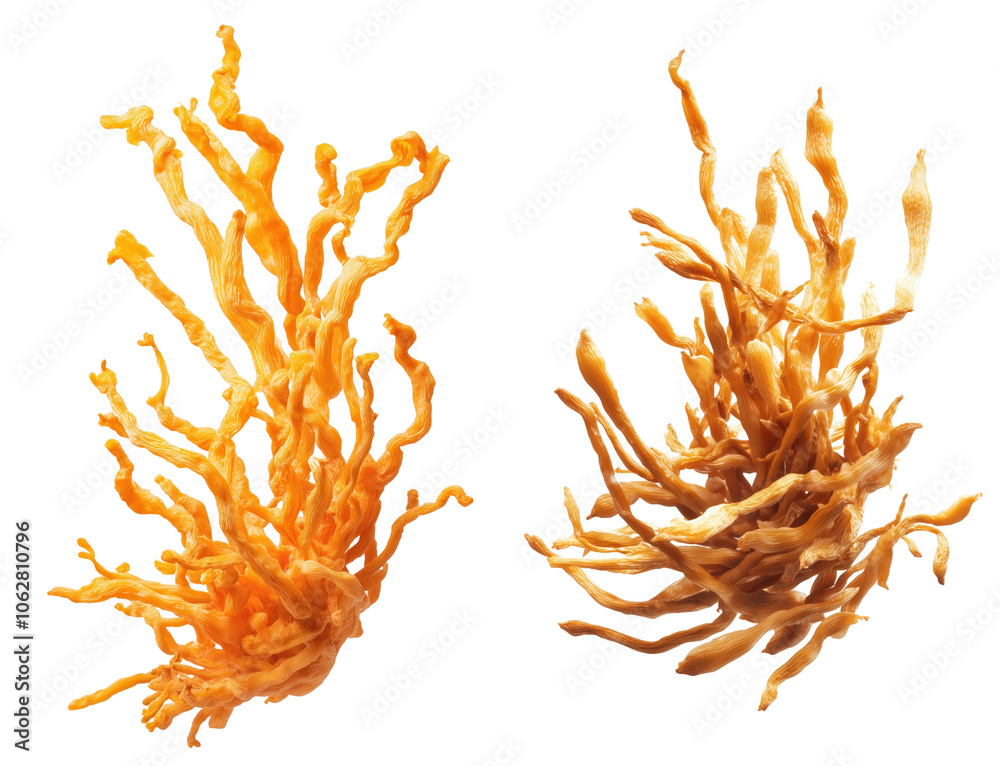 Fototapete 3d rendering of nutritional cordyceps extract supplement for health boost isolated on transparent ba
