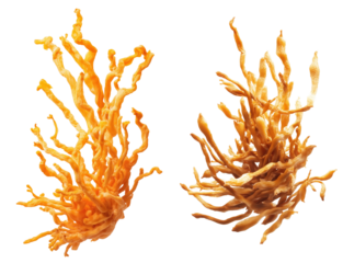 3D rendering of Nutritional Cordyceps Extract Supplement for Health Boost Isolated on Transparent Background
