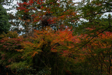 autumn in the forest