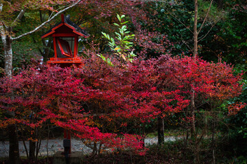 japanese maple tree