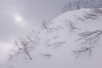 snow covered trees