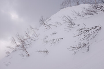 snow covered trees