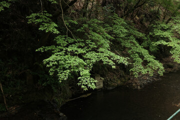trees in the park