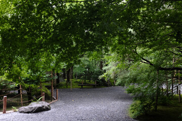 trees in the park