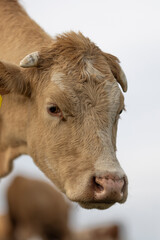 Close up head portrait of cow. Calm animal taken from below. Side face
