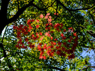 Scenery with colorful fall foliage at Ipgok County Park in Korea