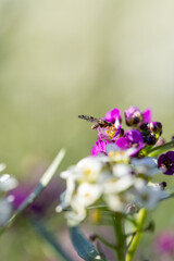 small flowers close up, macro photo of flowers with blurred background  