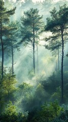 Obraz premium Sunbeams Piercing Through a Misty Forest