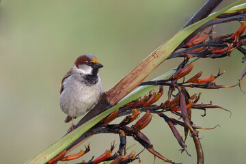 Sparrow feeding off Harakeke/Flax