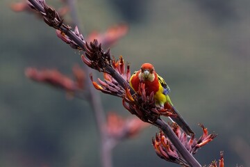 Colorful Eastern Rosella feeding off Harakeke/Flax flowers
