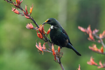 Colorful Tui sitting on Harakeke/Flax branch