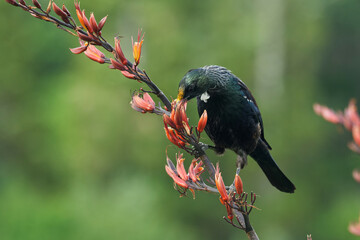 Tui feeding on nectar from blooming Harakeke/Flax buds