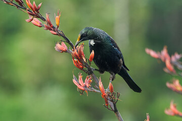 Tui feeding on nectar from blooming Harakeke/Flax buds