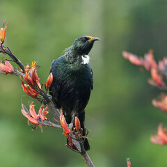 Colorful Tui sitting on Harakeke/Flax branch