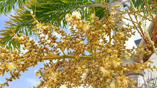 Areca Palm Nut Blossoms in Gold Coast